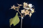 Rubus parviflorus (II) (IMG_0003.jpg)