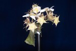 Rubus parviflorus (II) (IMG_0007.jpg)