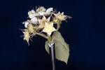 Rubus parviflorus (II) (IMG_0010.jpg)