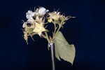 Rubus parviflorus (II) (IMG_0011.jpg)