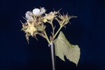 Rubus parviflorus (II) (IMG_0012.jpg)