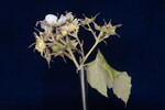 Rubus parviflorus (II) (IMG_0013.jpg)