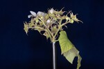 Rubus parviflorus (II) (IMG_0016.jpg)
