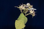 Rubus parviflorus (II) (IMG_0021.jpg)