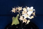 Rubus parviflorus (II) (IMG_0027.jpg)