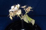 Rubus parviflorus (II) (IMG_0036.jpg)