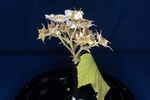 Rubus parviflorus (II) (IMG_0040.jpg)
