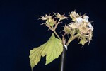 Rubus parviflorus (II) (IMG_0046.jpg)