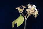 Rubus parviflorus (II) (IMG_0047.jpg)