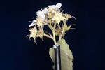 Rubus parviflorus (II) (IMG_0054.jpg)