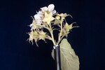 Rubus parviflorus (II) (IMG_0055.jpg)