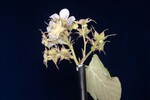 Rubus parviflorus (II) (IMG_0056.jpg)