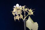 Rubus parviflorus (II) (IMG_0057.jpg)