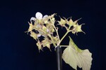Rubus parviflorus (II) (IMG_0058.jpg)