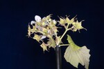 Rubus parviflorus (II) (IMG_0059.jpg)