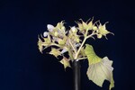 Rubus parviflorus (II) (IMG_0060.jpg)