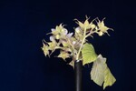 Rubus parviflorus (II) (IMG_0061.jpg)