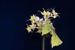 Rubus parviflorus (II) (IMG_0062.jpg)