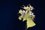 Rubus parviflorus (II) (IMG_0063.jpg)