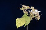 Rubus parviflorus (II) (IMG_0066.jpg)