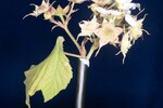 Rubus parviflorus (II) (IMG_0069.jpg)