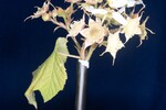 Rubus parviflorus (II) (IMG_0070.jpg)
