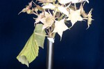 Rubus parviflorus (II) (IMG_0071.jpg)