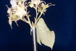 Rubus parviflorus (II) (IMG_0077.jpg)