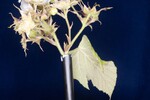 Rubus parviflorus (II) (IMG_0078.jpg)