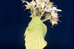 Rubus parviflorus (II) (IMG_0086.jpg)