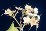 Rubus parviflorus (II) (IMG_0090.jpg)