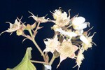 Rubus parviflorus (II) (IMG_0091.jpg)