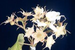 Rubus parviflorus (II) (IMG_0092.jpg)
