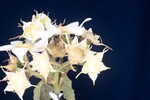 Rubus parviflorus (II) (IMG_0096.jpg)