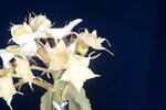 Rubus parviflorus (II) (IMG_0097.jpg)