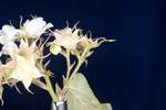 Rubus parviflorus (II) (IMG_0099.jpg)