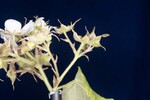 Rubus parviflorus (II) (IMG_0101.jpg)
