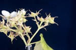 Rubus parviflorus (II) (IMG_0102.jpg)