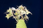 Rubus parviflorus (II) (IMG_0106.jpg)