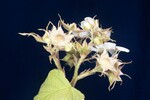 Rubus parviflorus (II) (IMG_0109.jpg)