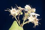 Rubus parviflorus (II) (IMG_0110.jpg)