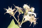 Rubus parviflorus (II) (IMG_0111.jpg)