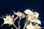 Rubus parviflorus (II) (IMG_0112.jpg)