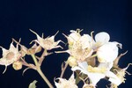 Rubus parviflorus (II) (IMG_0114.jpg)
