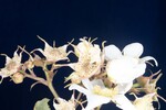 Rubus parviflorus (II) (IMG_0115.jpg)