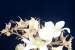 Rubus parviflorus (II) (IMG_0116.jpg)