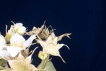 Rubus parviflorus (II) (IMG_0121.jpg)