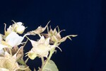 Rubus parviflorus (II) (IMG_0122.jpg)