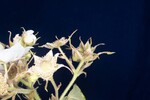 Rubus parviflorus (II) (IMG_0123.jpg)