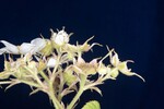 Rubus parviflorus (II) (IMG_0127.jpg)